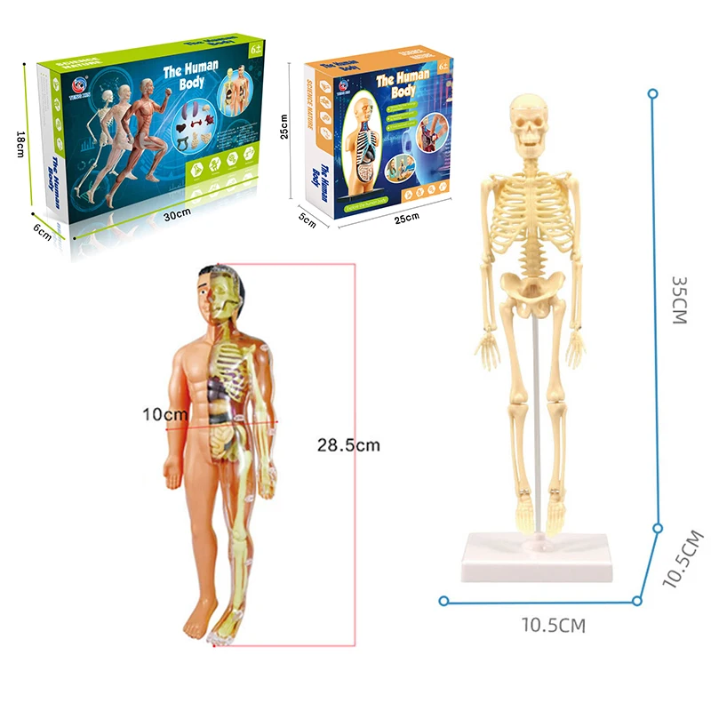 3D Human Body Torso Model Educational Assembly Learning DIY Toys Human Body Organ Teaching Tools Early Learning Toy For Children 6