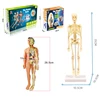 3D Human Body Torso Model Educational Assembly Learning DIY Toys Human Body Organ Teaching Tools Early Learning Toy For Children 6
