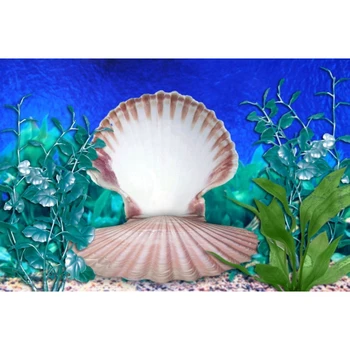 

Seabed Shell Plant Newborn Baby Shower Birthday Party Portrait Backdrop Vinyl Photography Background For Photo Studio Photophone