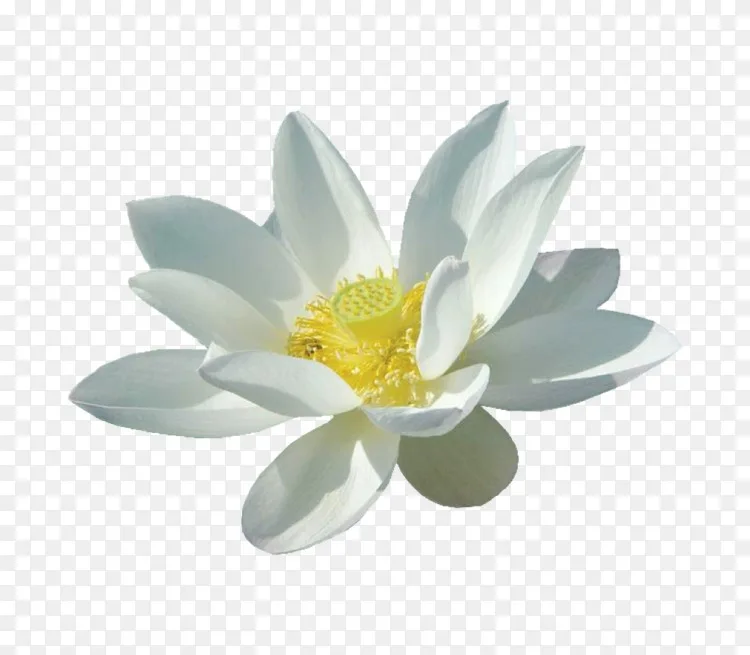 野莲花白花 三维开花白莲花png图片素材免费下载 图片编号 Png素材网