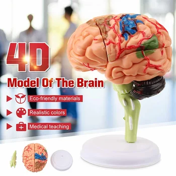 

4D Human Brain Model Disassembled Anatomical School Anatomical Educational Medical Science Teaching Tool Human Brain Model