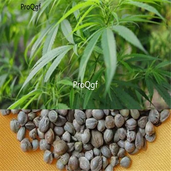 

Prodgf 1000Pcs A Set drying green tea