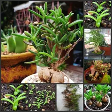 100 шт Свежие настоящие Delosperma Oobonsai суккуленты(Binghua