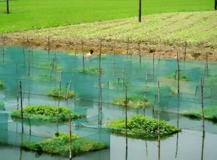 

Fishing net in aquaculture cage Fishing net in loach cage Fishing net cage in eel cage