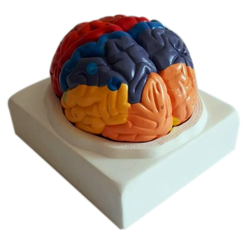 

210Mmx180Mmx180Mm Pvc Brain Model,Brain Function Area Model,Brain Human Anatomical Mode for Medical School Teaching Tools