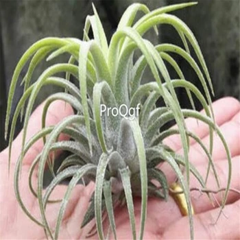 

Ngryise 3Pcs Tillandsia air fern