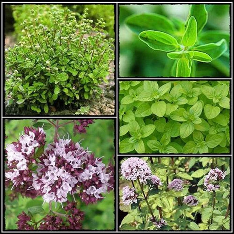 Natural healthy marjoram Essential Oil 10ml regulates menstrual cycle, alleviates menstrual pain and inhibits sexual desire