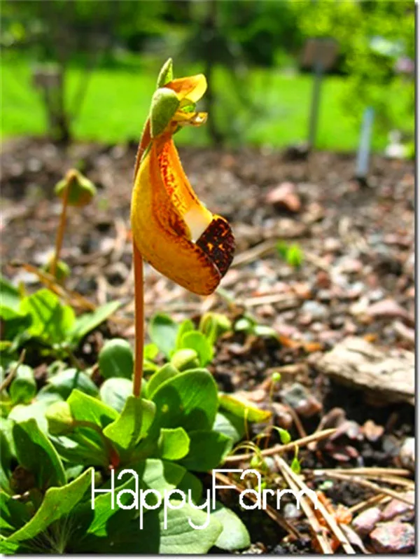 Calceolaria uniflora растения 200 шт инопланетяне Цветочные плантации сад DIY бонсай экзотические растения Цветочные Цветы легко сажать,# RC9TZO