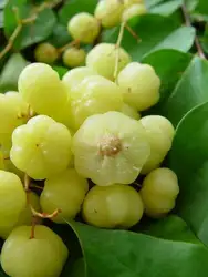 200 шт. Physalis Peruviana вкусные фрукты золотая ягода китайский фонарь растение Gooseberry бонсай легкое выращивание фруктов