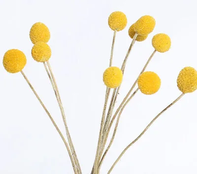 Denisfen высушенная ветка 3 см большой букет Billy Ball сухоцветы желтые декоративные растения Цветочные украшения дома аксессуары - Цвет: 10 pcs
