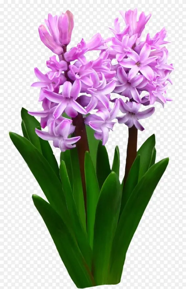 png花风信子.长得很长的花图片