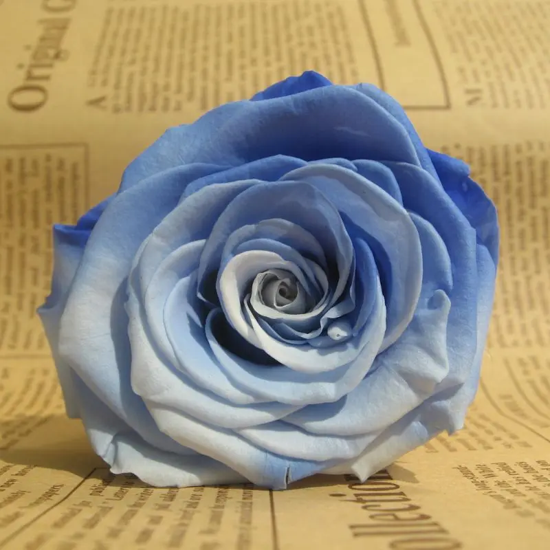 Rose Forever Rose ? Anniversary Day Gift Preserved Rose ? Birthday Gift 8PCS 634E Rose Forever Rose ? Anniversary Day Gift Preserved Rose ? Birthday Gift 8PCS 634E