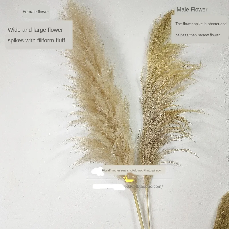 3pcs 55cm/80cm Natural Dried Big Pampas Grass Phragmites Wedding Ceremony Home Reed Plants Valentine's Day Party Decoration