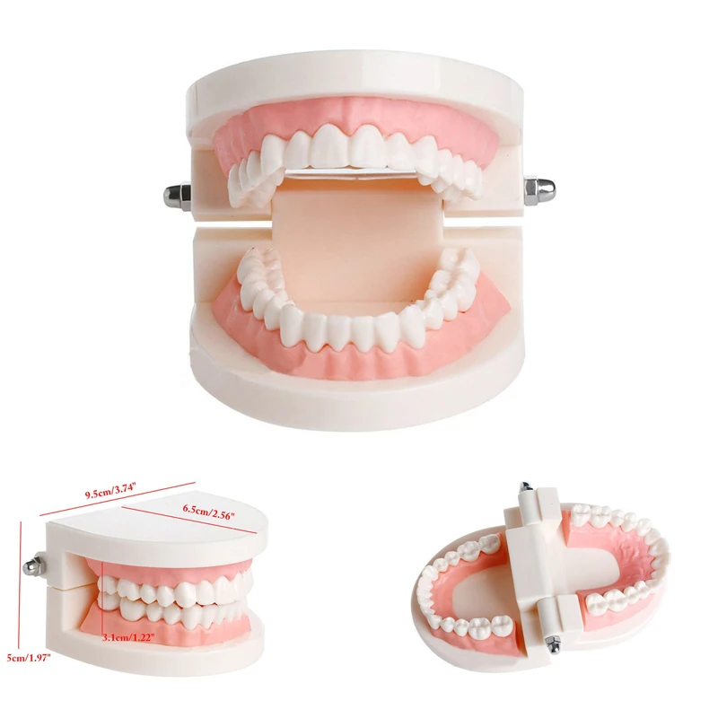 Модели зубные Стоматологические продукты лаборатории Стандартный стоматологический обучения, изучения Typodont демонстрации устные образования 1:1 соотношение инструменты