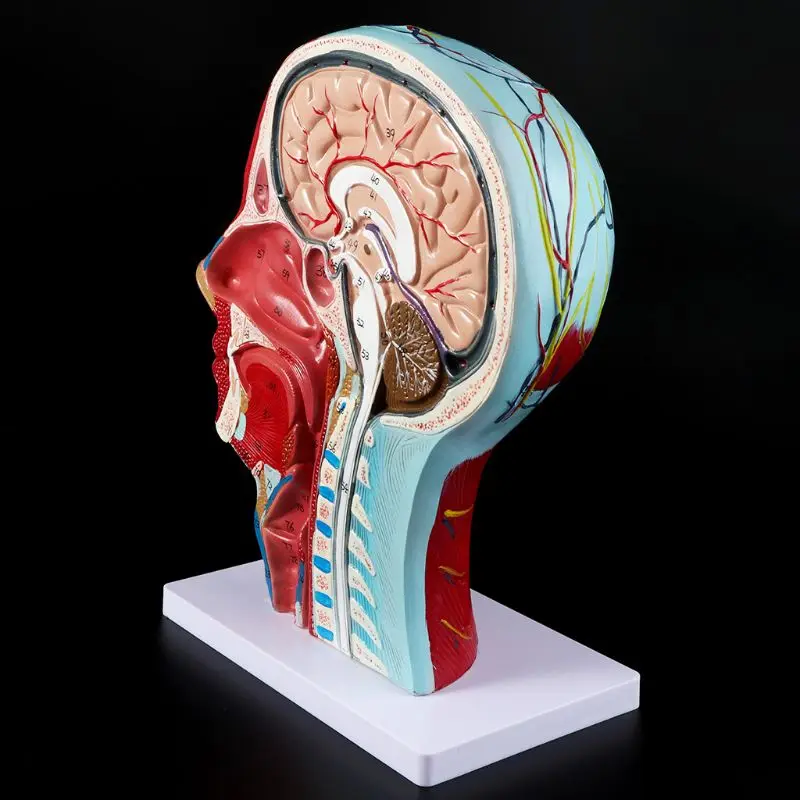 Анатомическая половина головы человека лицо Анатомия медицинский головной убор шеи медианный раздел Исследование Модель нерва кровеносный сосуд для обучения