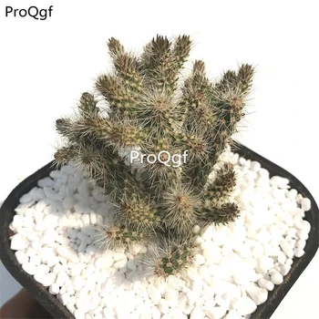 

Ngryise 1 set Opuntia songshu