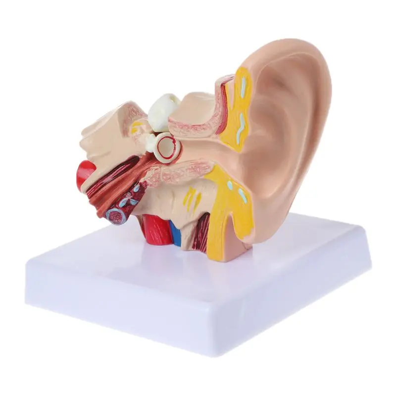 1.5 Times Life Size Human Ear Anatomy Model OrganMedical Teaching Supplies Professional Dropshipping