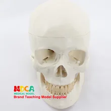 Стандартная модель черепа Изобразительное искусство медицинское ученичество образец черепа модель Mtg003
