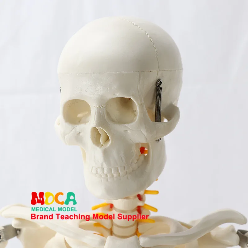 85cm Pillar Type Human Skeleton Spinal Nerve Model Medicine for Yoga Fitness Teach Learning Bone Model