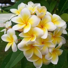 100 шт домашний сад Frangipani PLUMERIA Rubra Lei Яйцо цветок бонсаи semillas de flores