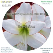 Ngryise 10 шт. набор Amaryllis hippeastrutilum - Цвет: 9