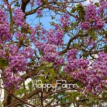 100 шт./упак. Лидер продаж! Растения из дерева пауловния томентоса, фиолетовые цветы для домашнего сада и бонсай