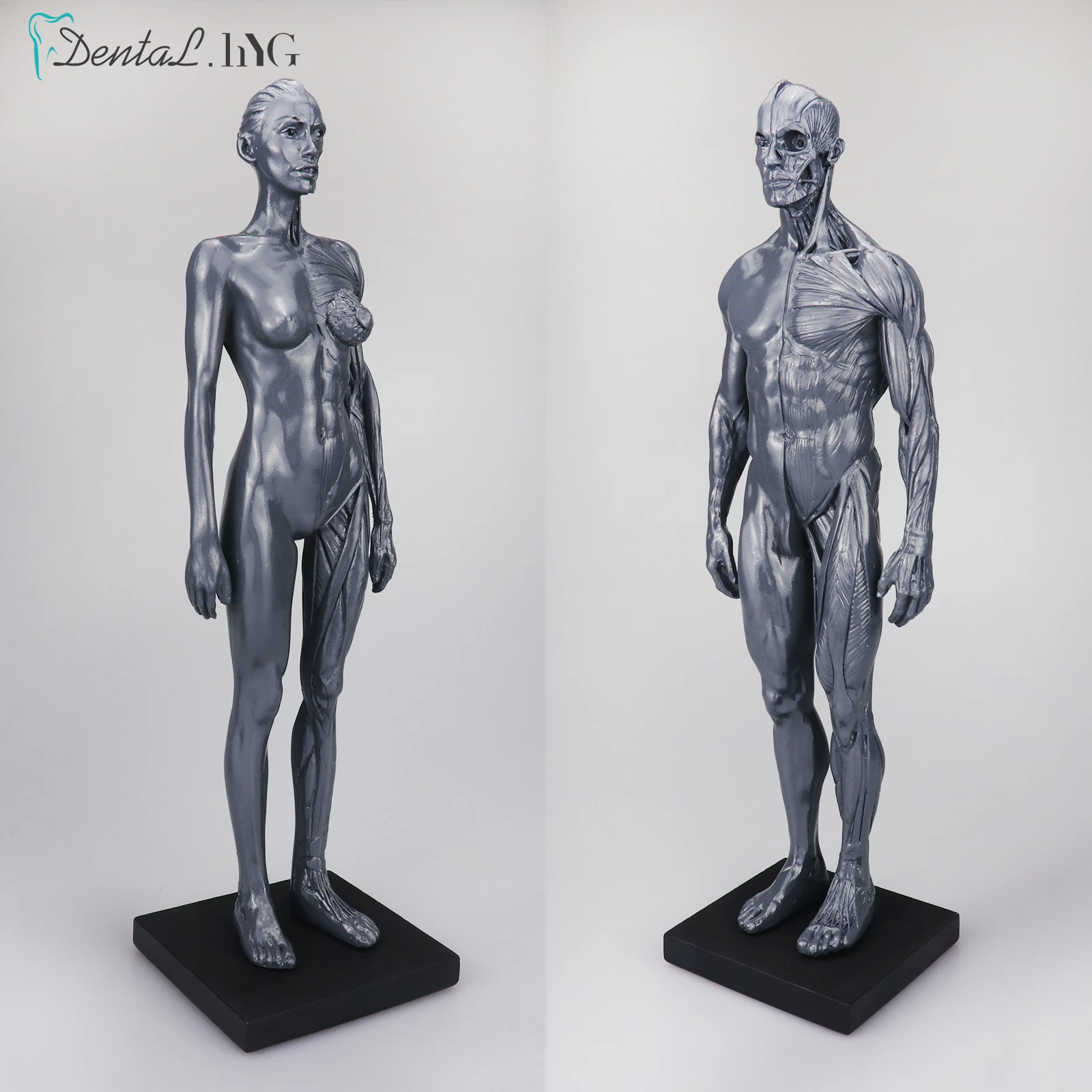30cm Human Anatomical Anatomy Statue Sculpture Male And Female Manikin Simulator Head Body Muscle Bone Model For Decoration Dental Teaching Model Aliexpress