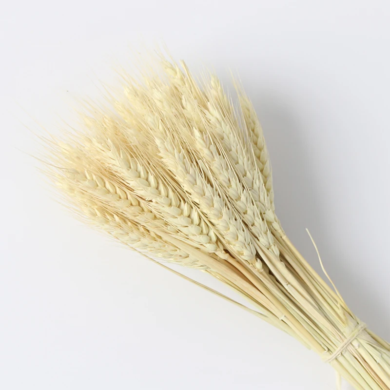 50100Pcs Artificial Wheat Ears Natural Dried Flowers Grain Bouquet For Wedding Party Decoration Three Color JH89 (9)