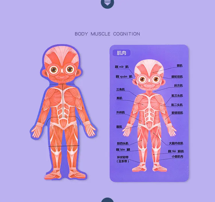 Обучающие человеческие когнитивные головоломки, структура тела, головоломка, Обучающие игрушки, научная помощь детям, понимание структуры тела, деревянная игрушка