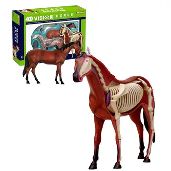 

4D Vision Horse Model Toy Animal Anatomy Toy Educational Anatomic Model Toy Biological Educational Anatomy Toy For Kids Children