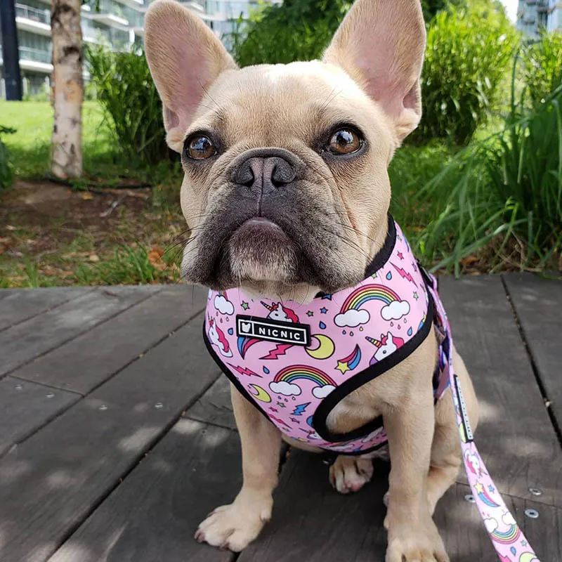 Harnais animal,Harnais pour chien bouledogue français,carlin,petit et moyen gabarit,laisse