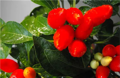 200 шт красный перец чили халапено Чили горячий перец бонсай, органические овощи, растения, двор и балкон открытый завод для домашнего сада - Цвет: 7