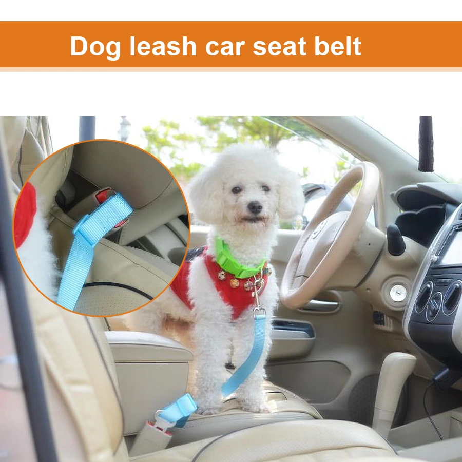 dog car leash