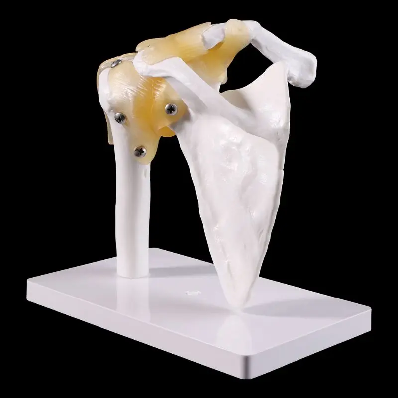 

Functional Anatomical Life Size Human Anatomy Skeleton Shoulder Joint Bone Muscle Model For Teaching Study Tool Dropshipping