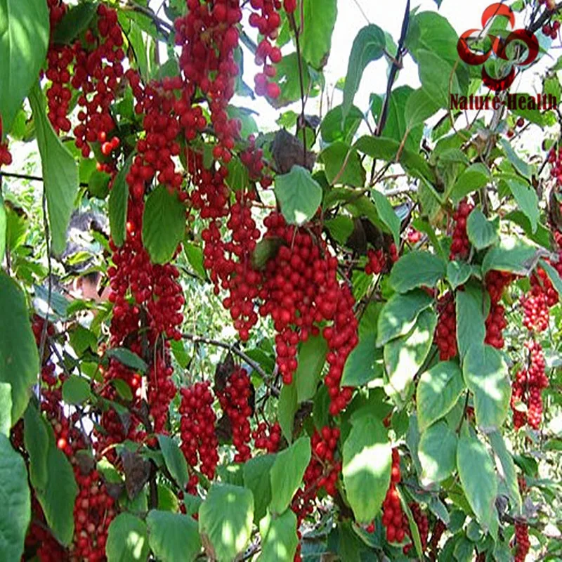 500 г органические дикие сушеные Schisandra Chinensis Wu Wei Zi пять ароматизаторов ягоды травы