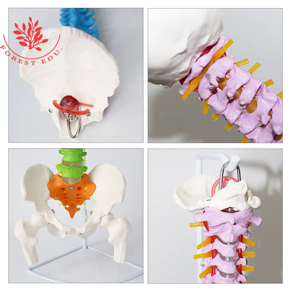 Anatomy Spine Model 85cm FRT016 Flexible Bendable with Holder Stand Colored Vertebrae Lumbar with Nerves Medical Science