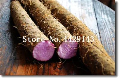 100 шт Фиолетовый ям "фиолетовый женьшень" длинный Таро цилиндрические корни для пищевых растений высокое питание органические овощи