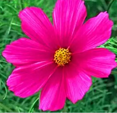 50 шт./пакет Мексика Космос красивый сезоны посева легко цветок# K500 - Цвет: 10