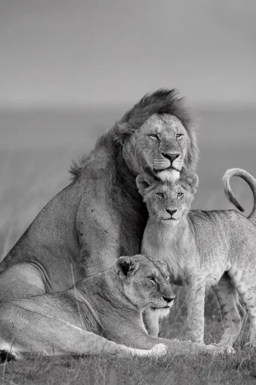 African-Lions-Family-Black-And-White-Canvas-Art-Posters-And-Prints-Animals-Canvas-Paintings-On-the (4)