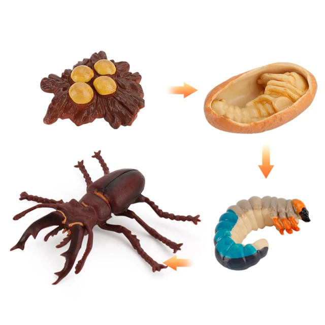 Kids Educational Teaching Toys Plant Seeds Growth Life Cycle Playset Cognitive Toys Montessori Teaching 4