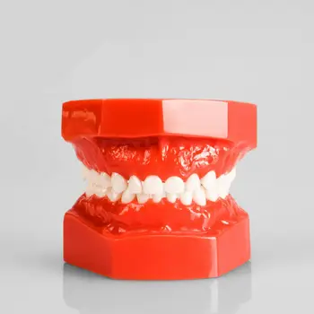 

1 Piece Dental Study Model Children Kids Primary Teeth Student Demonstrate Upper Lower Jaw Fixed Teeth