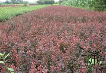 

Berberis Thunbergii Japanese Barberry Zi-Ye-Xiaobo