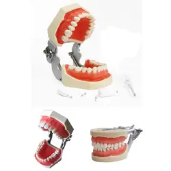1 шт. модель зубов все 28 шт. зубы Съемные мягкие десны Стоматологическая модель для новой стоматологической практики зубной полости в школе