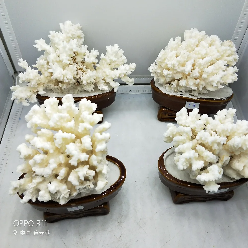 Natural Coral Tree White Coral Aquarium Landscaping Home Furnishing Ornaments Home or wedding decoration Natural Coral Tree White Coral Aquarium Landscaping Home Furnishing Ornaments Home or wedding decoration