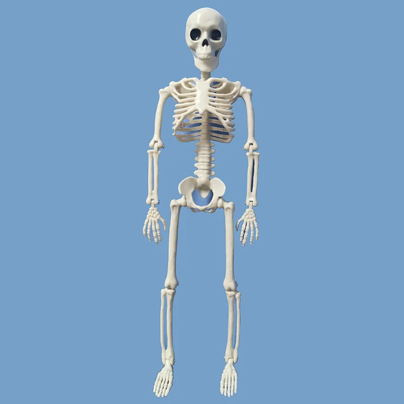 5 шт человеческий анатомический Скелет медицинская модель скелета медицина обучающая помощь Анатомия 1 пара Череп Кость руки скелета Хэллоуин