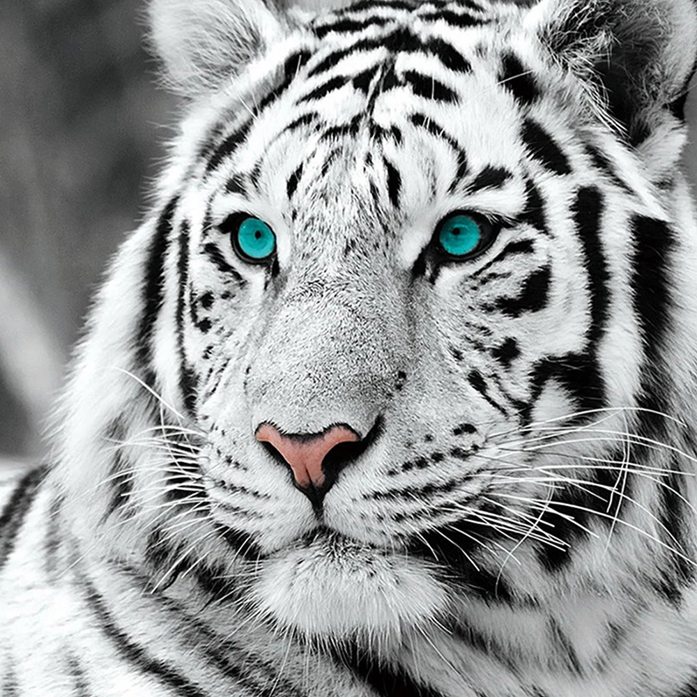DIY 5D Full Diamond Painting Cross Stitch White tiger Embroidery Needlework Patterns Rhinestone kits | Дом и сад
