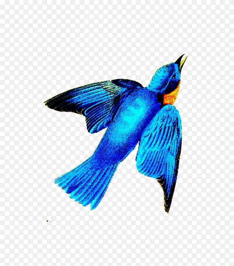 喙 钴蓝 羽毛 尾巴 传粉者 东方蓝知更鸟png图片素材免费下载 图片编号 Png素材网