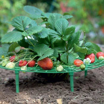 

LBER 15 Pack Strawberry Plant Supports Strawberry Gg Support Rack Avoid Rot Frame Lightweight Strawberry Gg Tool