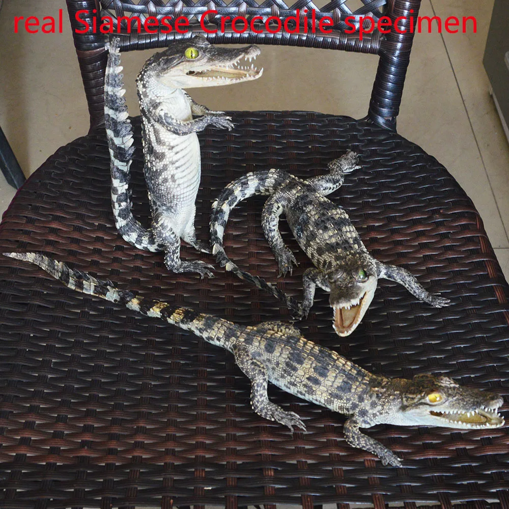 

1Pcs real Taxidermy，Animal Collectables Small ornaments