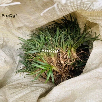 

Ngryise 30Pcs A Set Ophiopogon japonicus Root